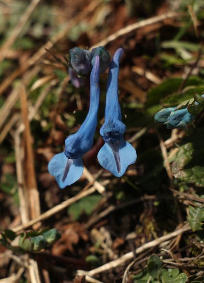 Corydalis cashmeriana, photographed by Siddarth Machado