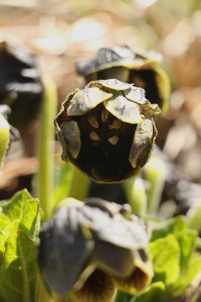 Mandragora caulescens, photographed by Siddarth Machado