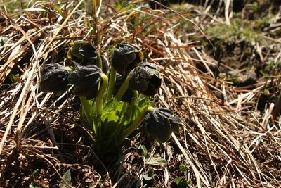 Mandragora caulescens, photographed by Siddarth Machado