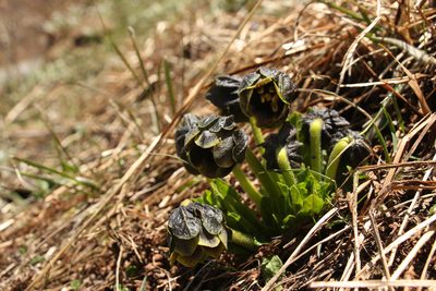 Mandragora caulescens, photographed by Siddarth Machado