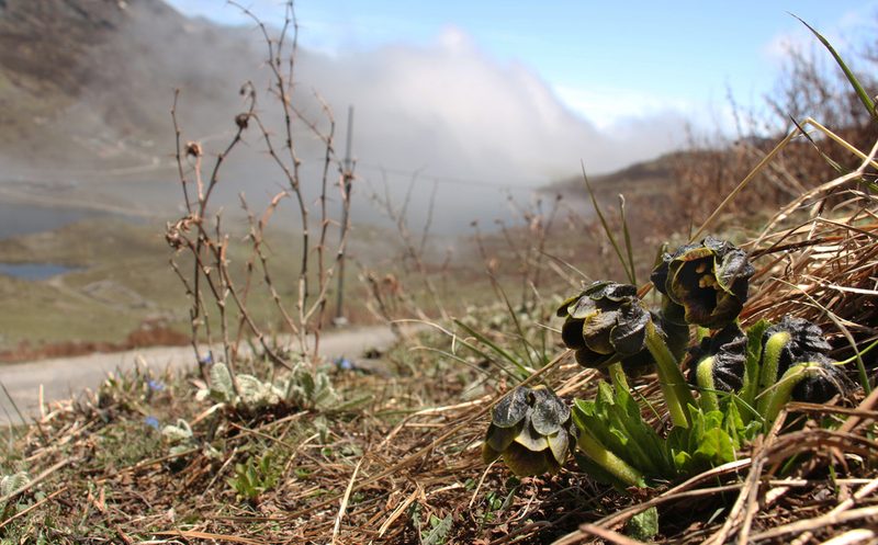 Mandragora caulescens, photographed by Siddarth Machado