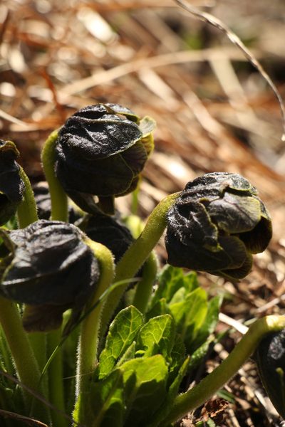 Mandragora caulescens, photographed by Siddarth Machado