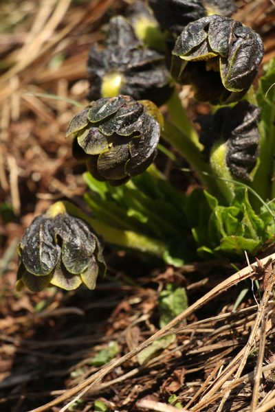 Mandragora caulescens, photographed by Siddarth Machado