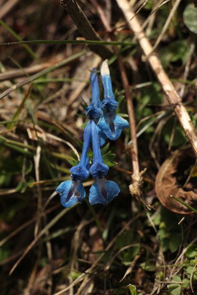Corydalis cashmeriana, photographed by Siddarth Machado