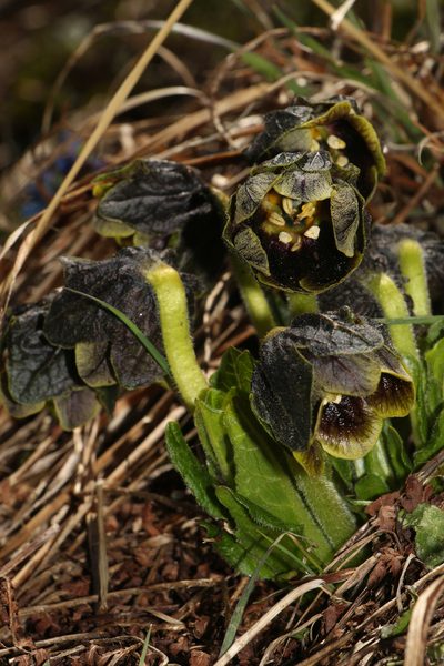 Mandragora caulescens, photographed by Siddarth Machado