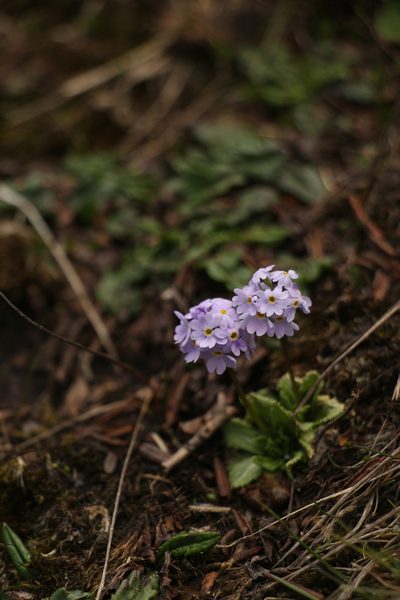 Primula glabra, photographed by Siddarth Machado