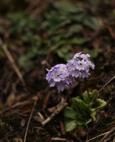 Primula glabra, photographed by Siddarth Machado