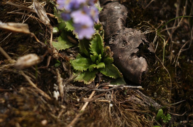 Primula glabra, photographed by Siddarth Machado