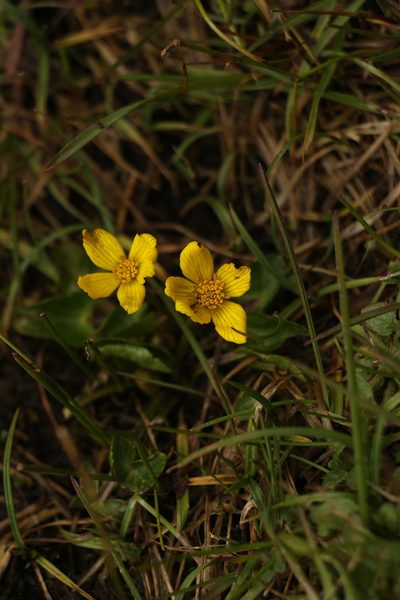 Caltha scaposa, photographed by Siddarth Machado