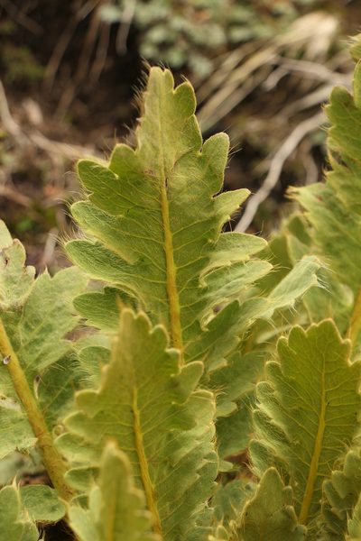 Meconopsis paniculata, photographed by Siddarth Machado