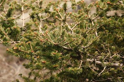 Abies densa, photographed by Siddarth Machado