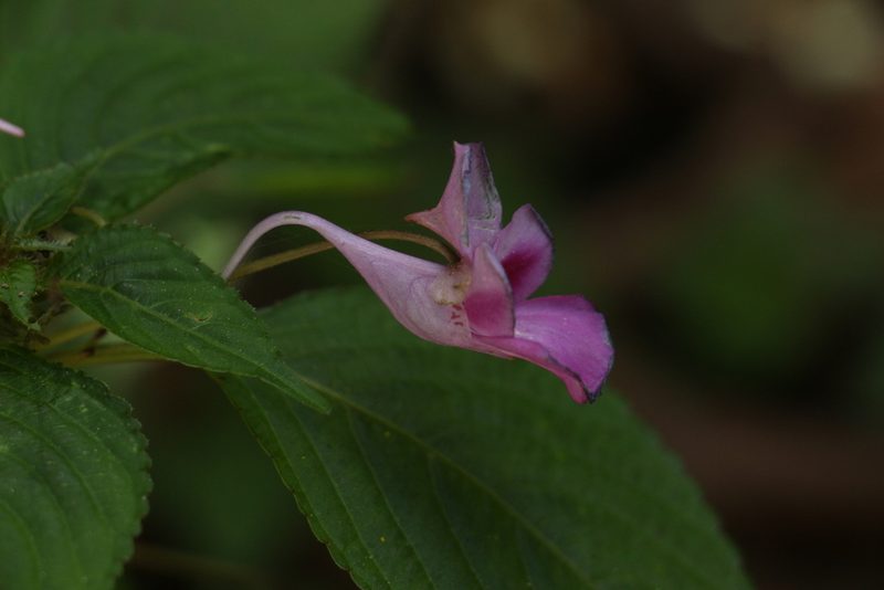 Impatiens decipiens, photographed by Siddarth Machado