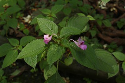 Impatiens decipiens, photographed by Siddarth Machado