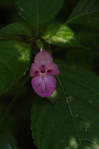 Impatiens decipiens, photographed by Siddarth Machado