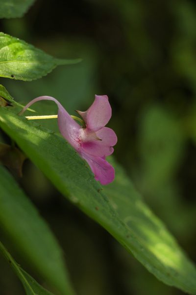 Impatiens decipiens, photographed by Siddarth Machado