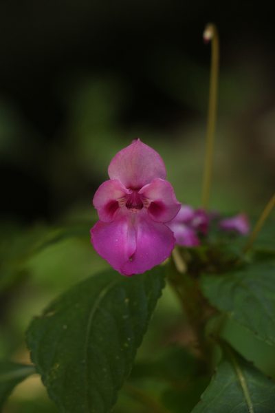 Impatiens decipiens, photographed by Siddarth Machado
