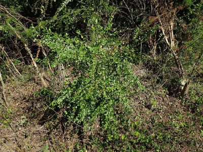Erythroxylum brevipes, photographed by Daniel Cahen