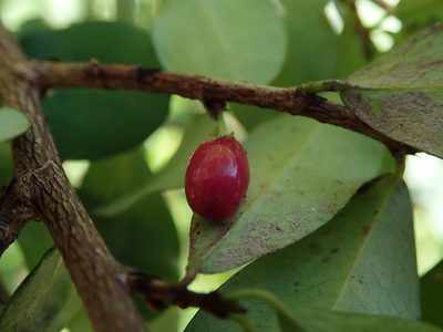 Erythroxylum brevipes, photographed by Daniel Cahen