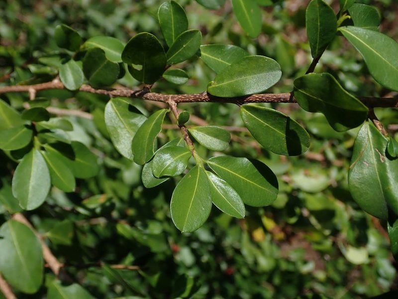 Erythroxylum brevipes, photographed by Daniel Cahen