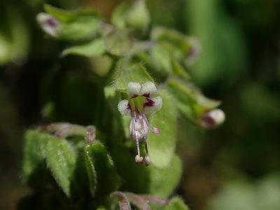 Ocimum campechianum, photographed by Daniel Cahen
