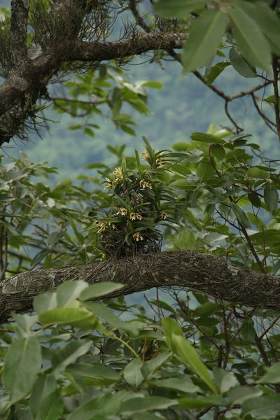 Vanda cristata, photographed by Siddarth Machado