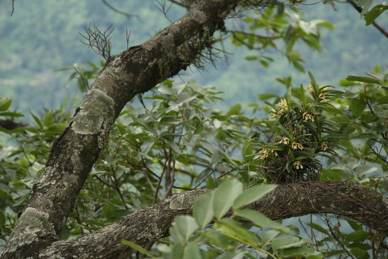 Vanda cristata, photographed by Siddarth Machado
