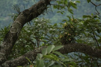 Vanda cristata, photographed by Siddarth Machado