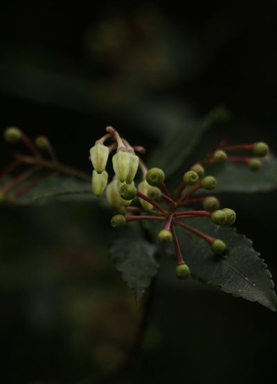 Vaccinium vacciniaceum, photographed by Siddarth Machado