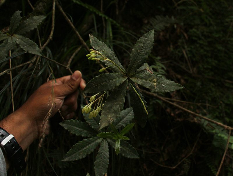 Vaccinium vacciniaceum, photographed by Siddarth Machado
