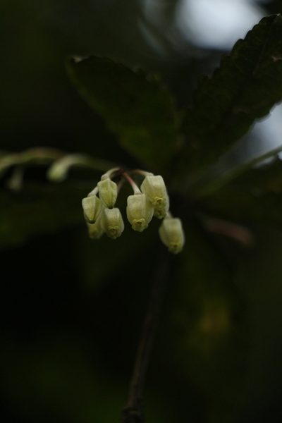 Vaccinium vacciniaceum, photographed by Siddarth Machado