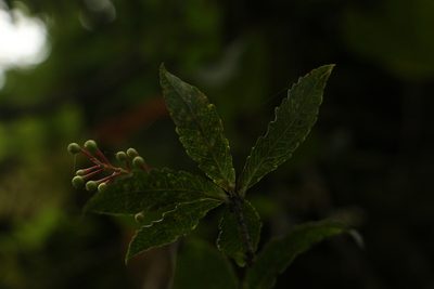 Vaccinium vacciniaceum, photographed by Siddarth Machado