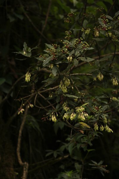Vaccinium vacciniaceum, photographed by Siddarth Machado