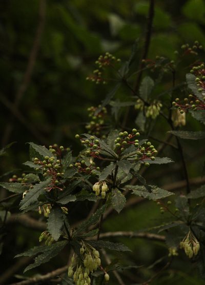 Vaccinium vacciniaceum, photographed by Siddarth Machado