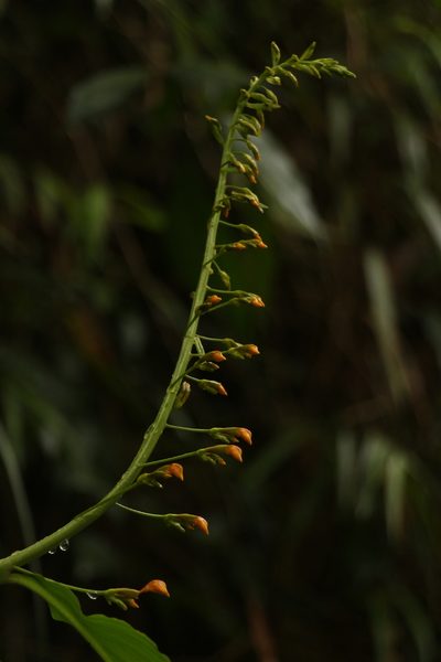 Globba andersonii, photographed by Siddarth Machado