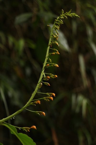 Globba andersonii, photographed by Siddarth Machado