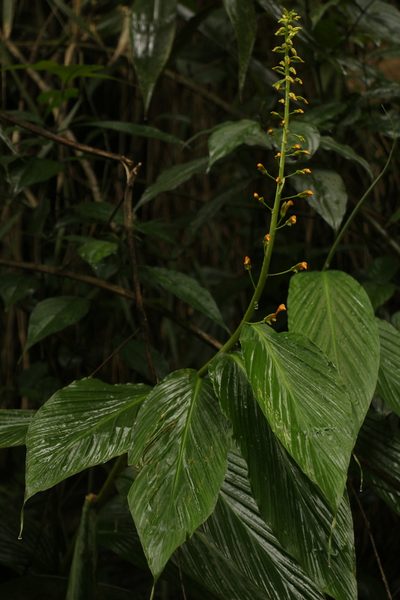 Globba andersonii, photographed by Siddarth Machado