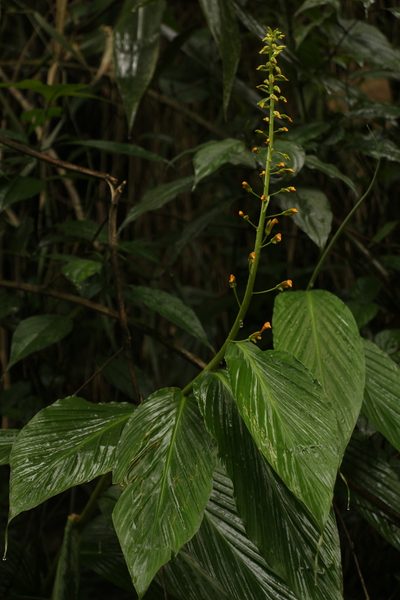 Globba andersonii, photographed by Siddarth Machado