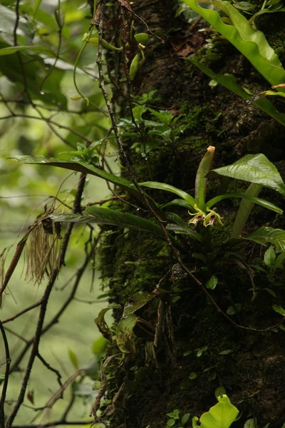 Vanda cristata, photographed by Siddarth Machado