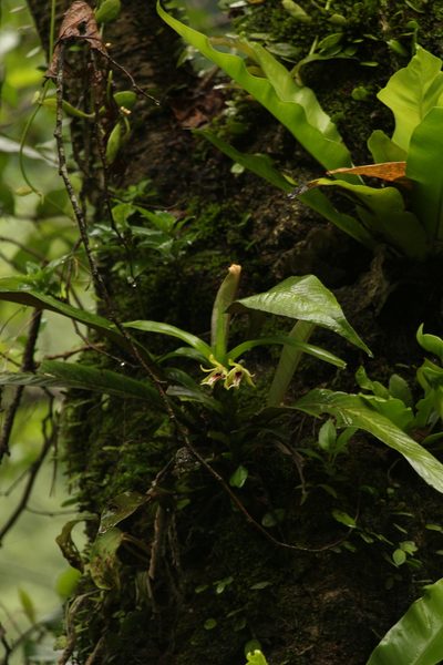 Vanda cristata, photographed by Siddarth Machado