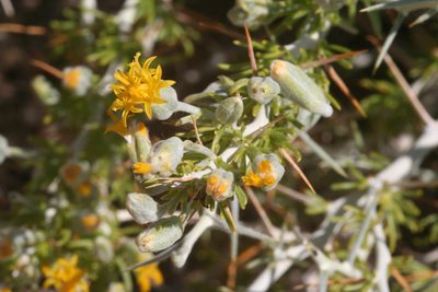 Tetradymia axillaris, photographed by runcator