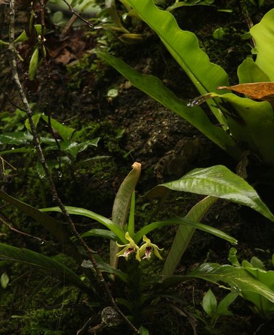 Vanda cristata, photographed by Siddarth Machado
