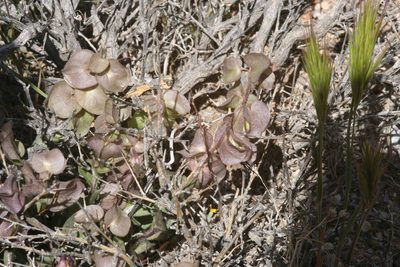 Tricardia watsonii, photographed by runcator