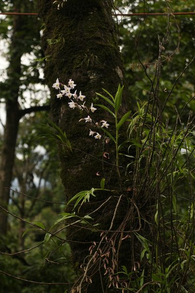Dendrobium amoenum, photographed by Siddarth Machado