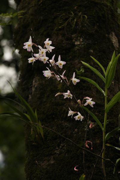 Dendrobium amoenum, photographed by Siddarth Machado