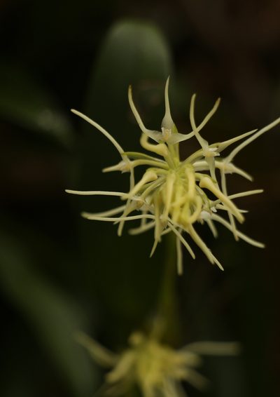 Bulbophyllum cauliflorum, photographed by Siddarth Machado