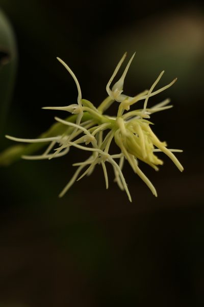 Bulbophyllum cauliflorum, photographed by Siddarth Machado