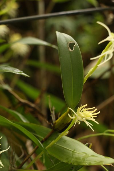 Bulbophyllum cauliflorum, photographed by Siddarth Machado