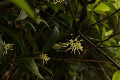 Bulbophyllum cauliflorum, photographed by Siddarth Machado
