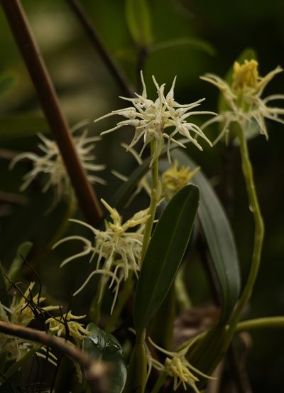 Bulbophyllum cauliflorum, photographed by Siddarth Machado