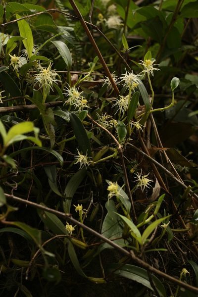 Bulbophyllum cauliflorum, photographed by Siddarth Machado